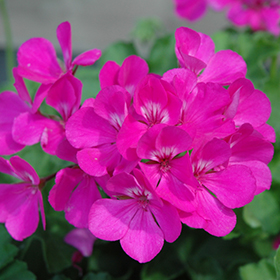 Plant Photo 5