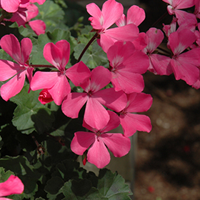 Plant Photo 7