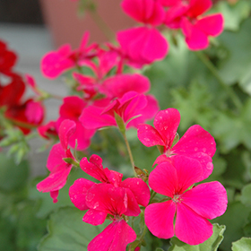 Plant Photo 8