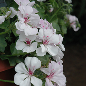 Plant Photo 10