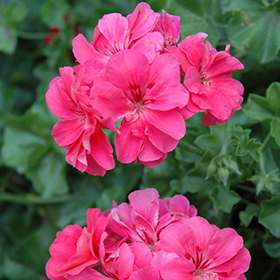 Plant Photo 9