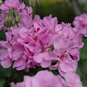 Plant Photo 5
