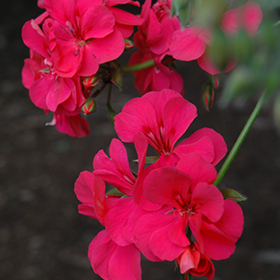 Plant Photo 3