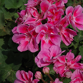Plant Photo 1