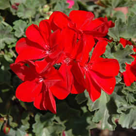 Plant Photo 2