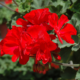 Plant Photo 8
