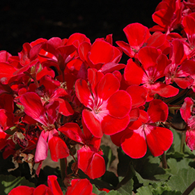 Plant Photo 3