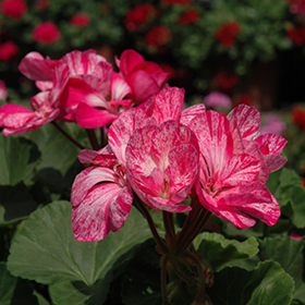 Plant Photo 10