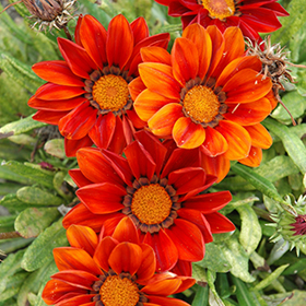 Plant Photo 1