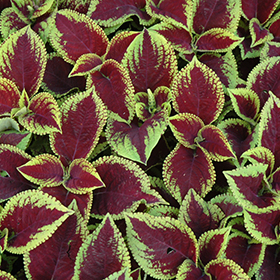 Plant Photo 2