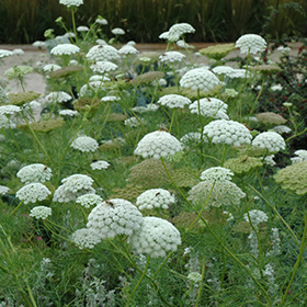 Plant Photo 2