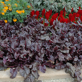 Plant Photo 9