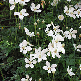 Plant Photo 9