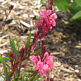 Plant Photo 9