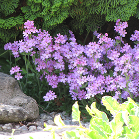 Plant Photo 8