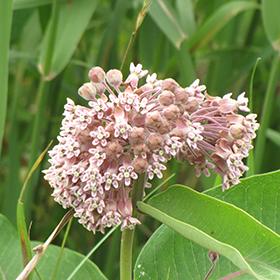 Plant Photo 2