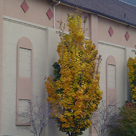 Plant Photo 8