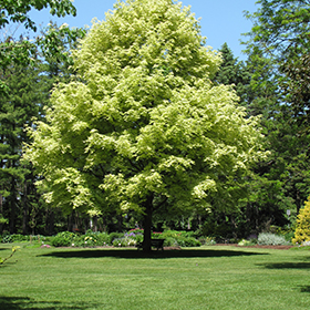 Plant Photo 4