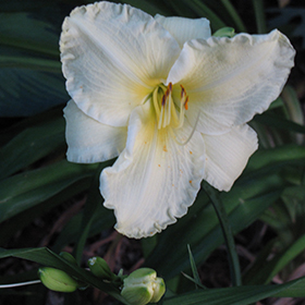 Plant Photo 5