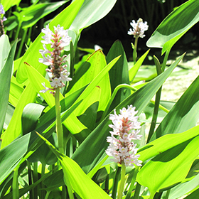 Plant Photo 3
