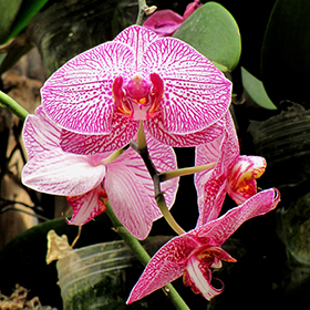 Plant Photo 9