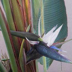 Plant Photo 9
