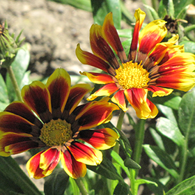 Plant Photo 6