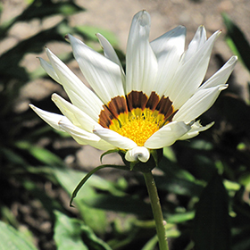 Plant Photo 8