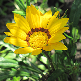 Plant Photo 7