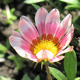 Plant Photo 5