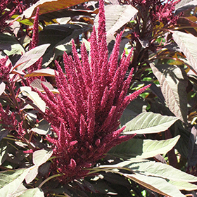 Plant Photo 1
