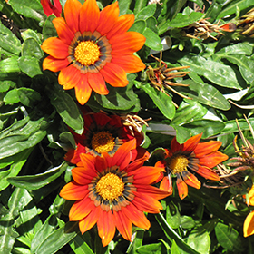 Plant Photo 4
