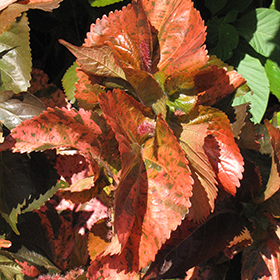 Plant Photo 7