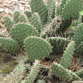 Plant Photo 10