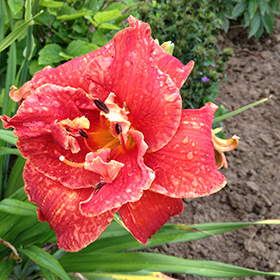 Plant Photo 3