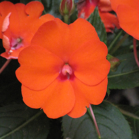 Plant Photo 10
