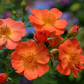 Plant Photo 8