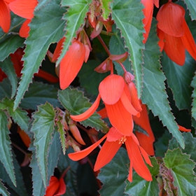 Plant Photo 8