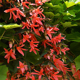 Plant Photo 6