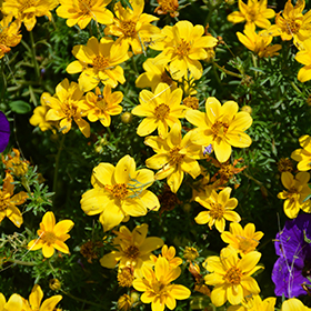 Plant Photo 1
