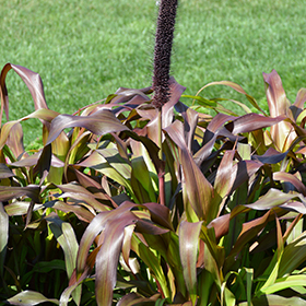 Plant Photo 3