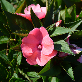 Plant Photo 3