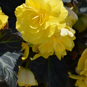 Plant Photo 3