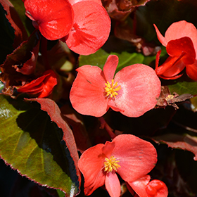 Plant Photo 6