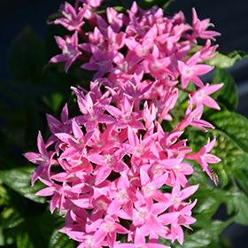 Plant Photo 9