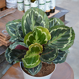 Plant Photo 6