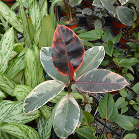 Plant Photo 8