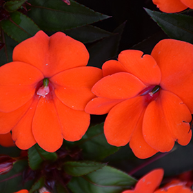 Plant Photo 5