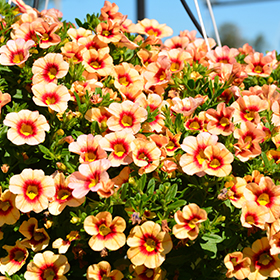 Plant Photo 1