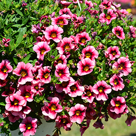Plant Photo 2